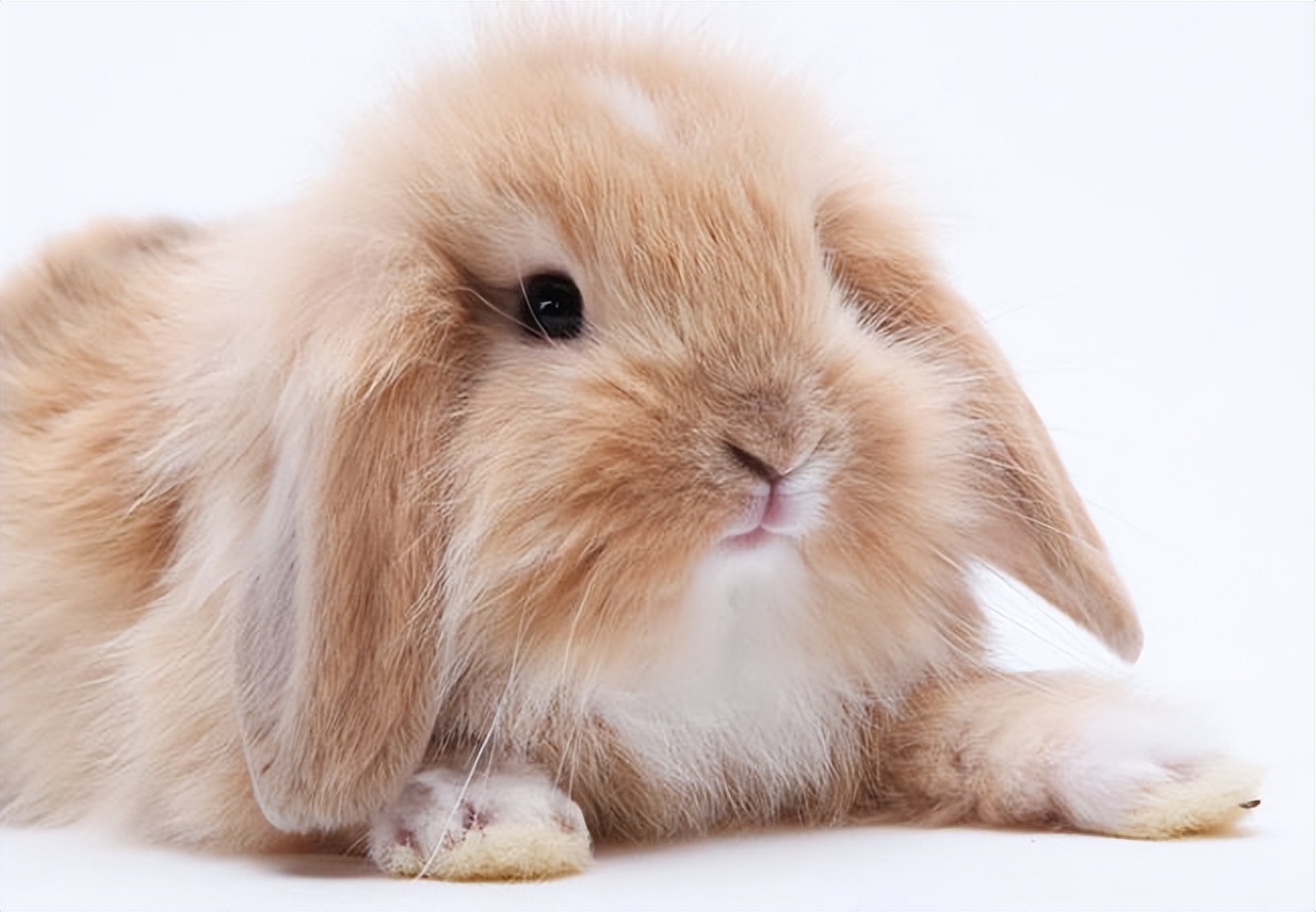 垂耳兔耳朵受伤了怎么办,垂耳兔眼睛发炎用什么药