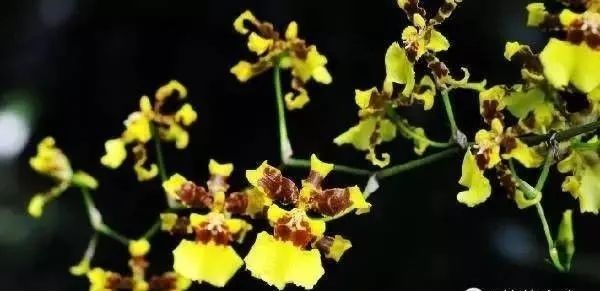 珍贵兰花价格一览表,珍贵兰花图片大全大图