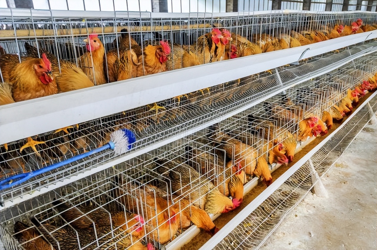 山沟沟里的养鸡场，如何帮中国人实现“吃鸡自由”？