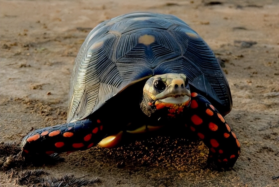 陆龟开放什么意思,陆龟开放