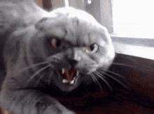 猫咪舔嘴就是嘴馋？答案可没那么简单