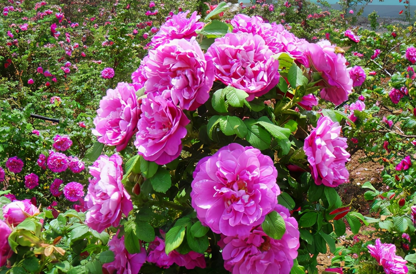 爱喝玫瑰花茶,平阴玫瑰夏天种植能长出来吗