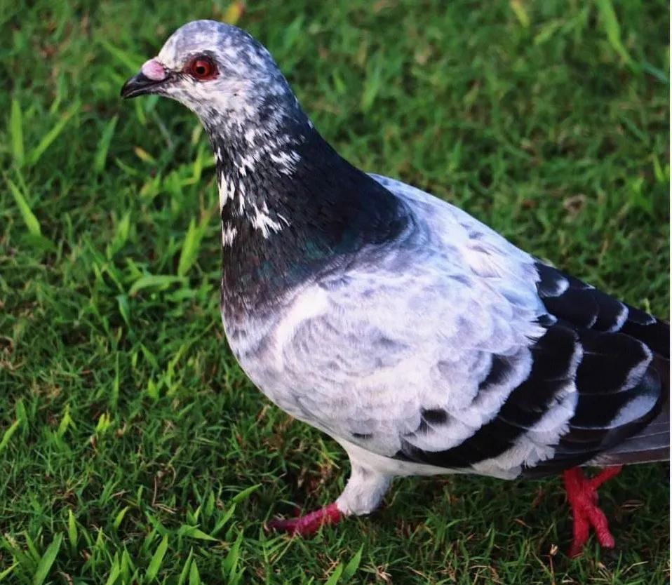 人类的信鸽,鸽子与人类的关系