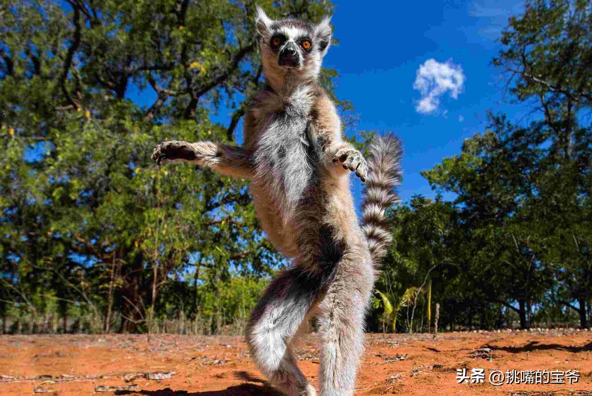 身处非洲，物种孤立进化的马达加斯加，各种奇瓜异果满岛飘香