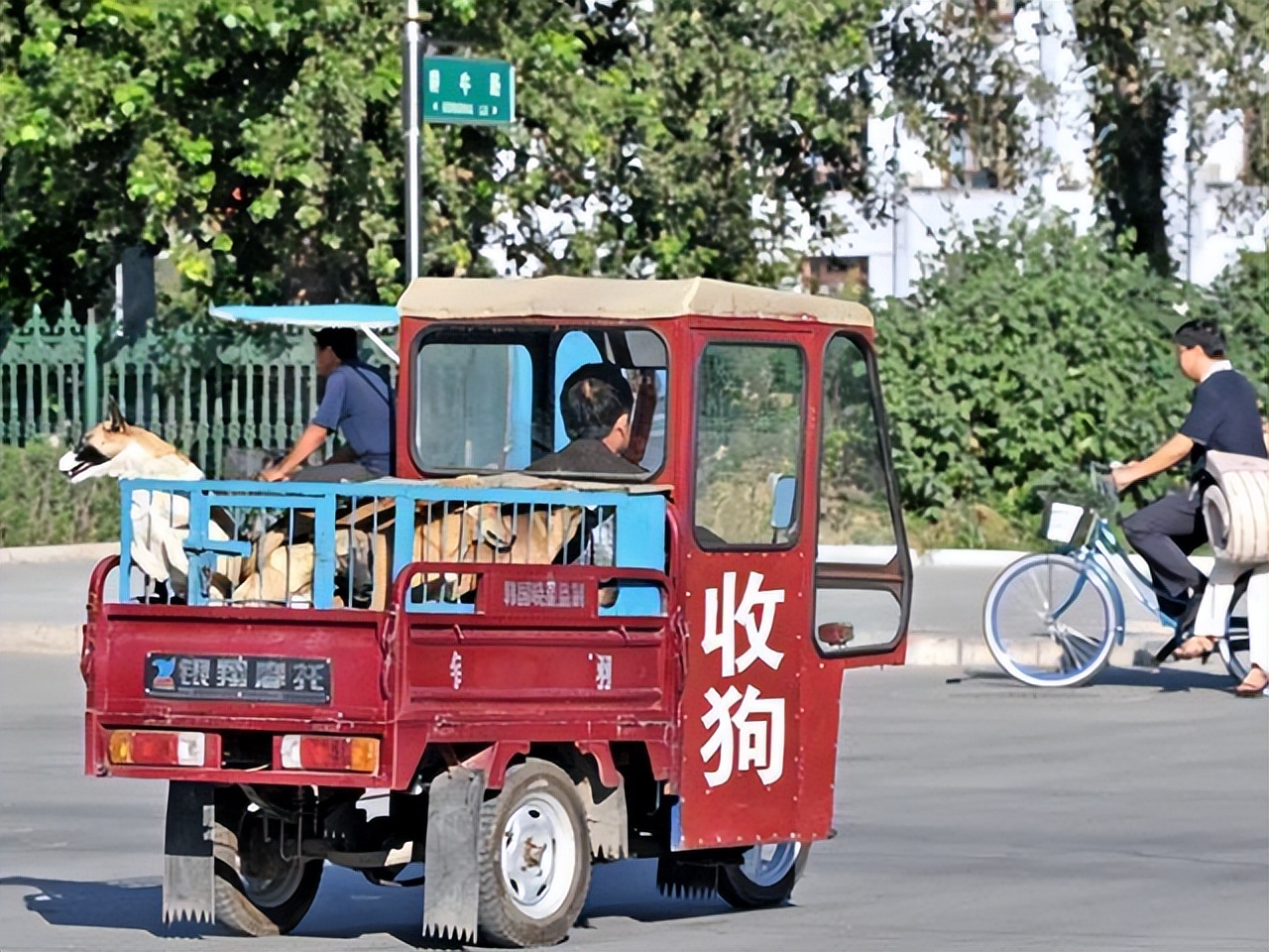 养了八年的土狗能卖掉吗,为什么有人收购十年以上的土狗