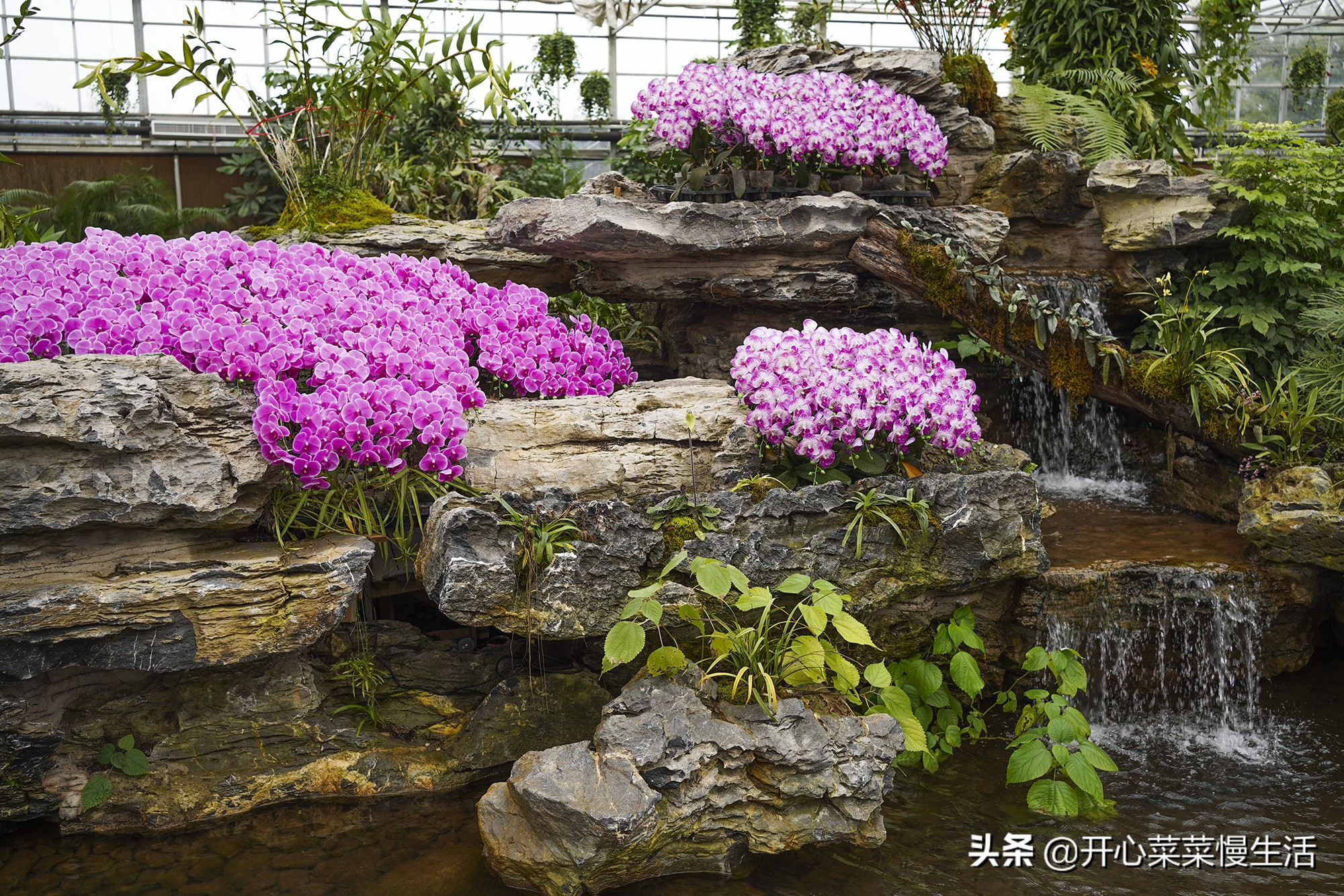 广东兰花第一县,中国最漂亮的兰花小镇