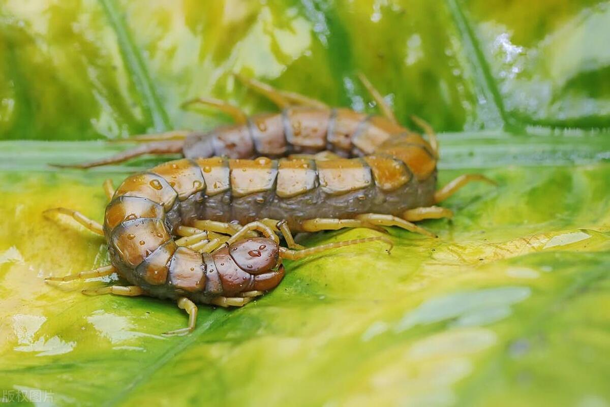 房间里有蜈蚣怎么灭,房间内驱除蜈蚣最有效方法