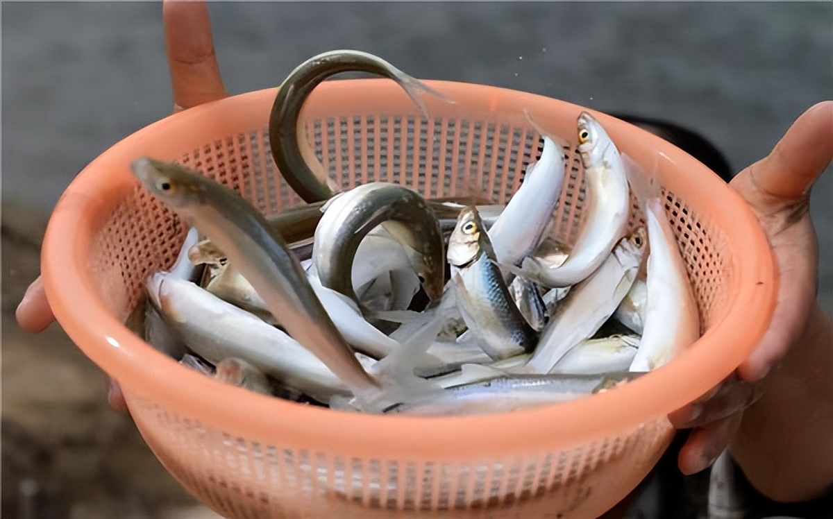 淡水鱼排行榜前十名价格,国内常见淡水鱼价格排行