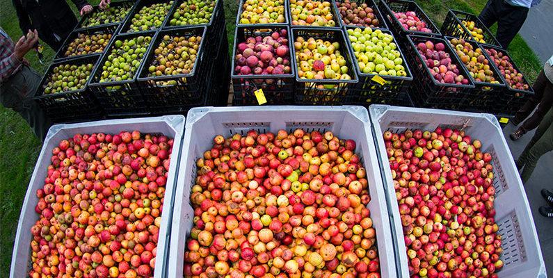 世界第一大果酒,世界哪种苹果酒最好