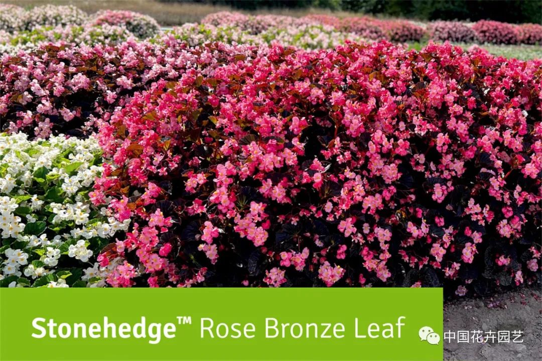 鑺卞崏鍝佺灞曠ず,鏂颁紭鑺卞崏鍝佺灞曠ず