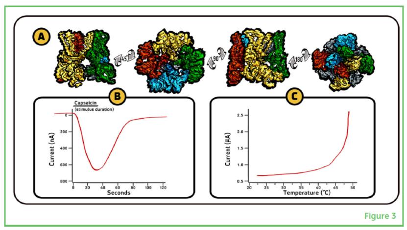 喷火的辣椒,可以喷火的辣椒