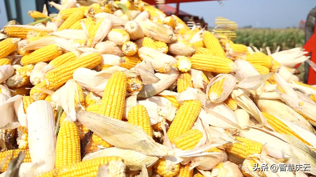 山东高产玉米品种亩产多少公斤,今年农户玉米亩产量