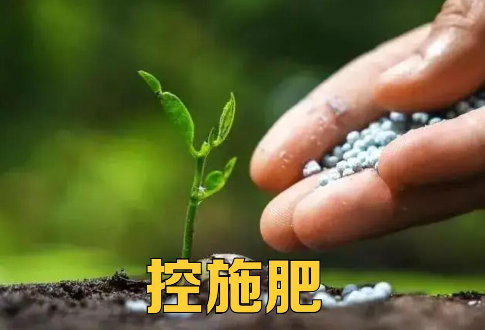 西红柿不着色是怎么了,西红柿不甜是什么原因引起的