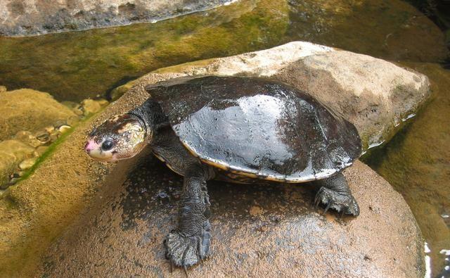 为什么海龟可以用屁股呼吸,海龟正确的呼吸方式