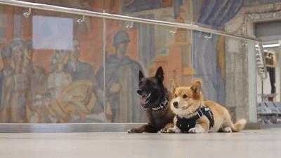 养柯基须知新手必看,养柯基需要戒掉哪些事情