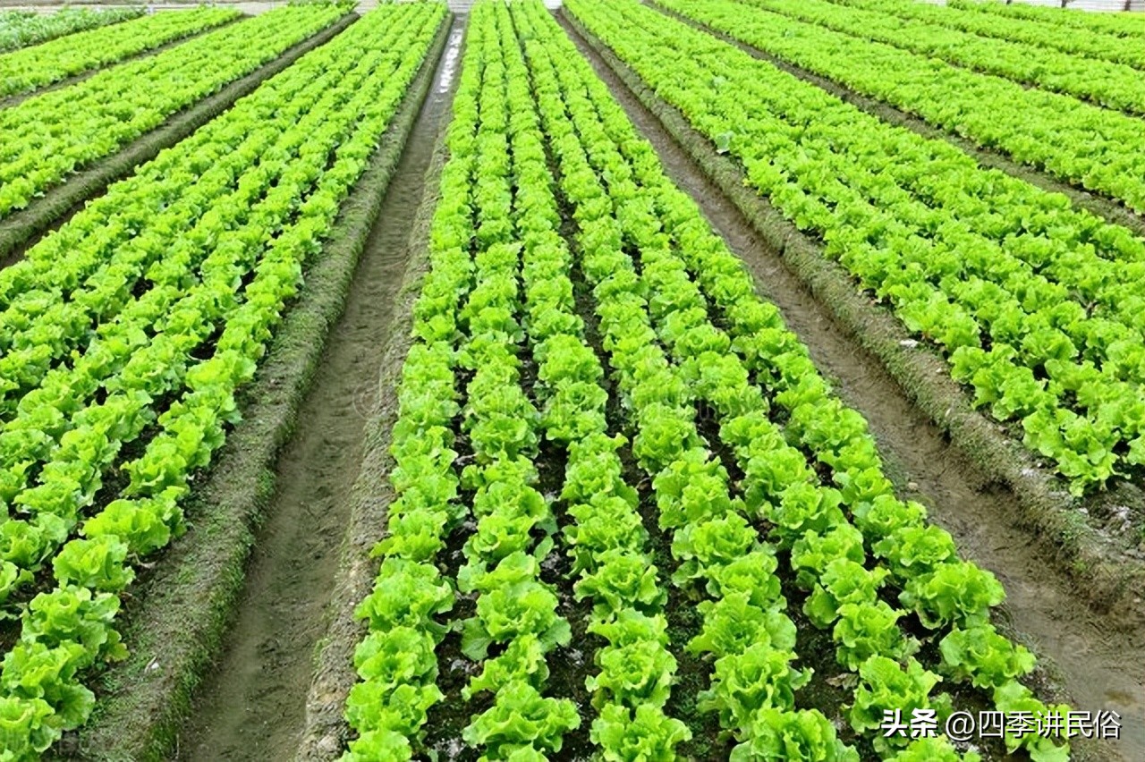 适合在农村的独门生意,农村季节性最火爆的生意