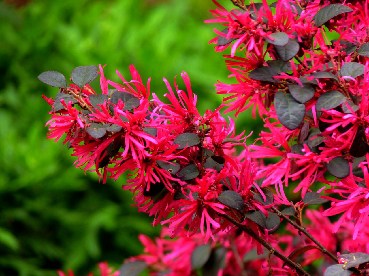 适合春季赏花的花,视觉盛宴五种赏花名花供您选择