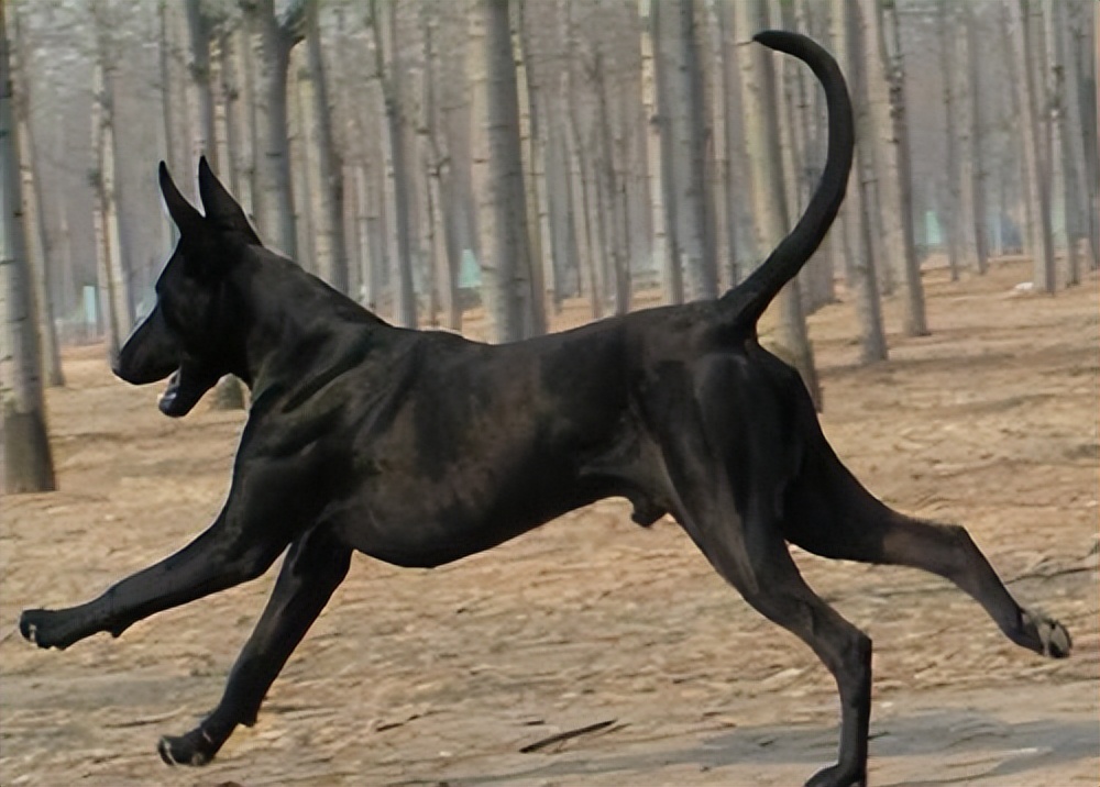 黑狼犬一般人养得起吗,黑狼犬到底多可怕