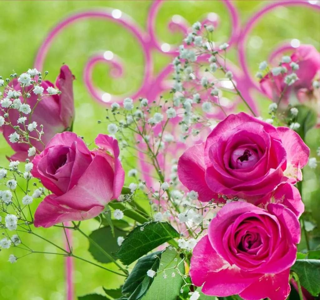 玫瑰花ins高级质感背景图,玫瑰花背景图高清图