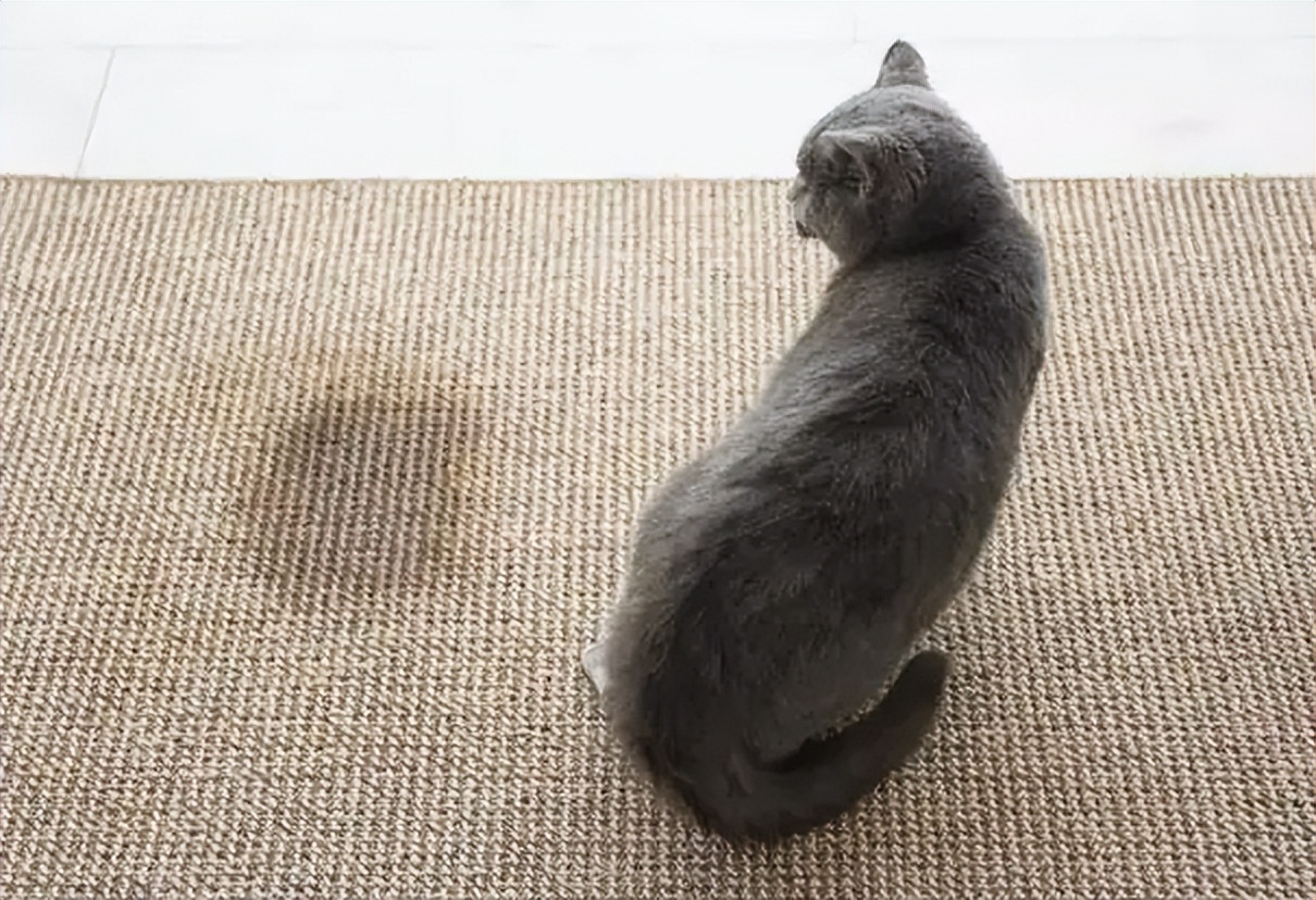 发情期猫咪夜夜笙歌怎么办？家里养猫的看过来，应对办法在这里