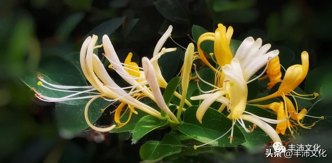 古代丰县在哪里,丰县有哪些历史