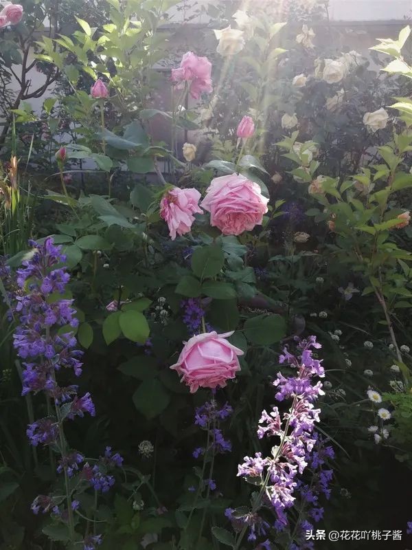 浓香型多季开花的月季,法国橙色浪漫月季