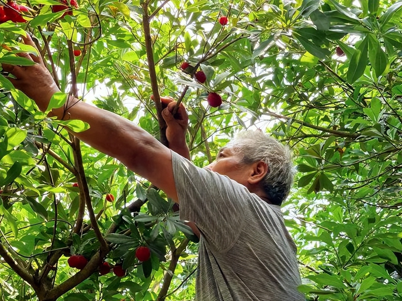 如何泡杨梅酒正确做法视频,泡杨梅酒的正确方法视频
