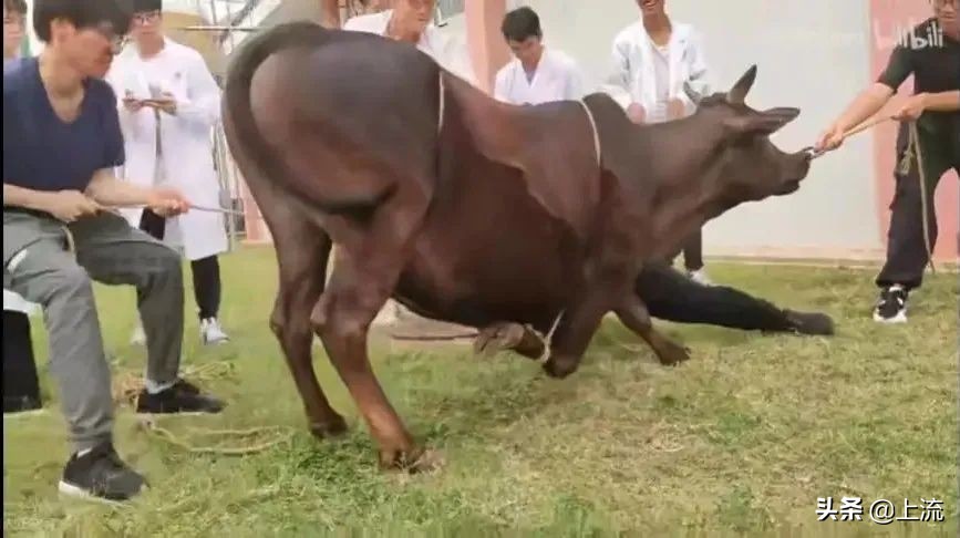 被黑天鹅打得措手不及,学校黑天鹅被学生拿