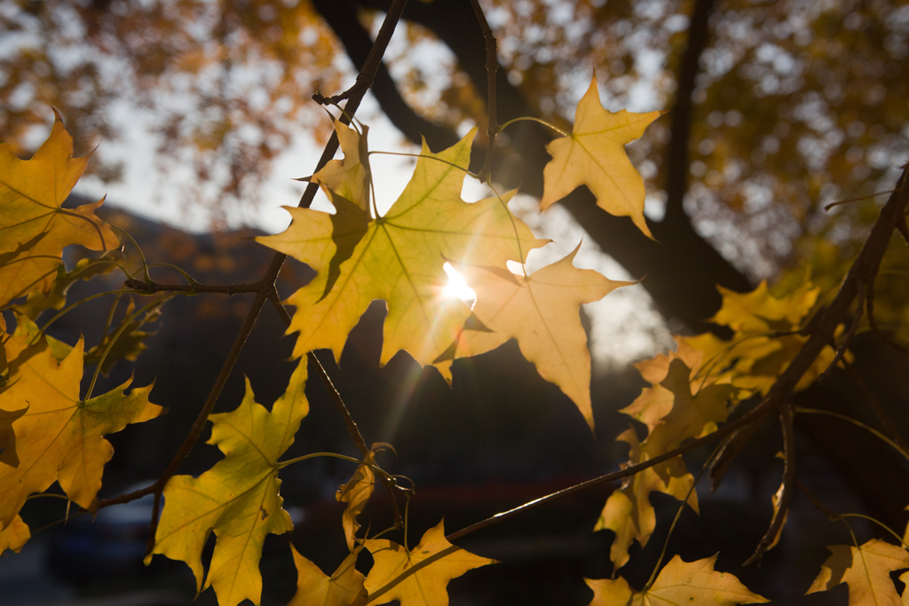 辽宁大学其实非常美，很多人都忽略了这些景色，你想来看看吗