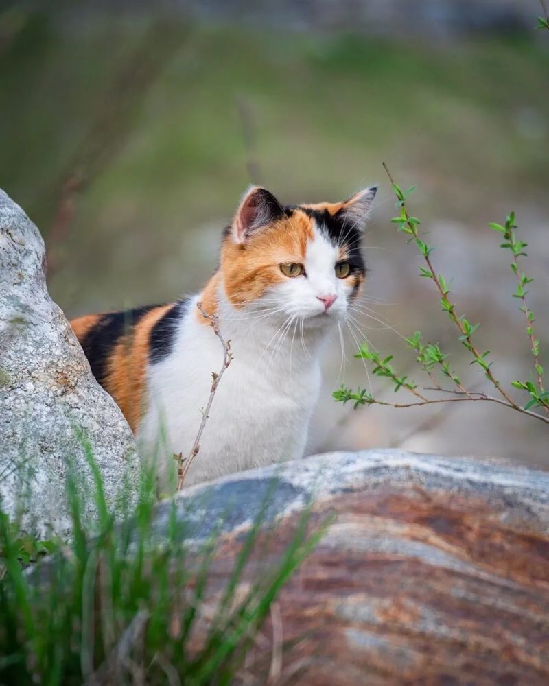 养三花猫的人需要注意什么呢,三花猫为什么都不愿意养猫