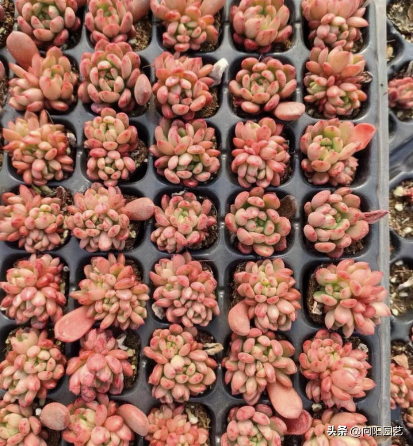 多肉怎么用叶片繁殖,多肉几月份适合砍头或叶插