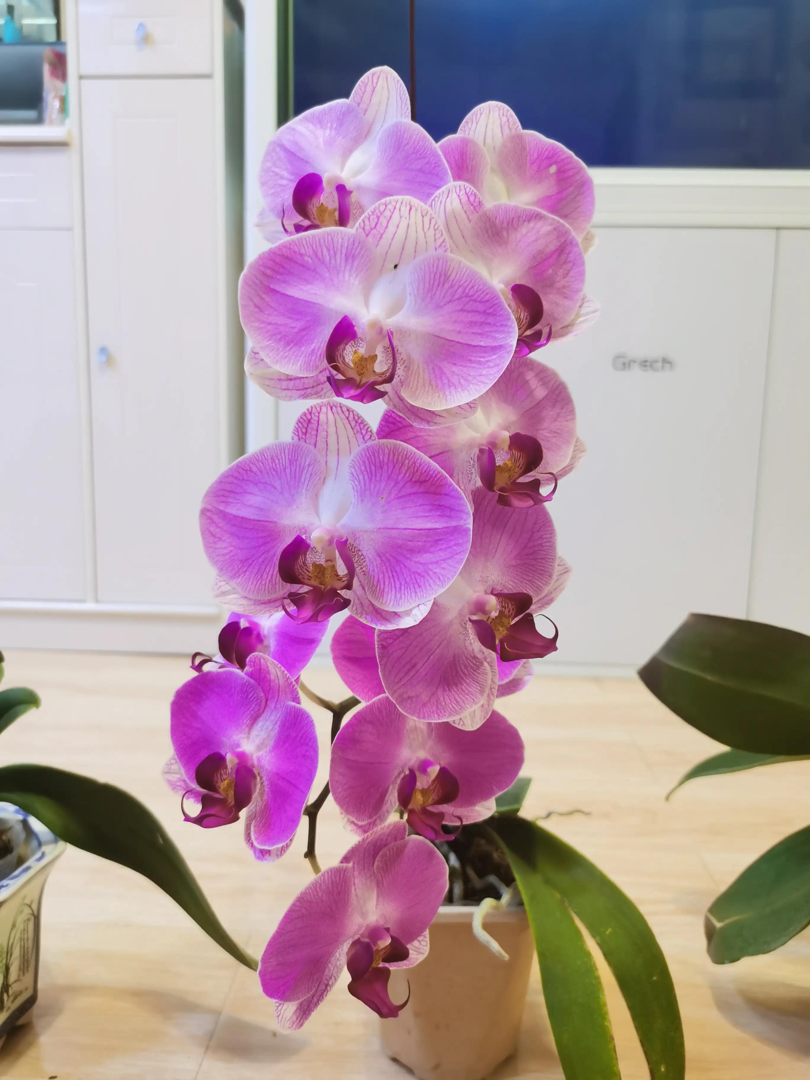 粉黛佳人水仙,紫水仙图片大全