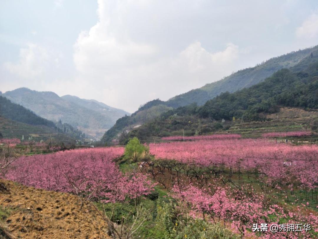 陡坡居委会,擦亮乡村底色打造特色产业