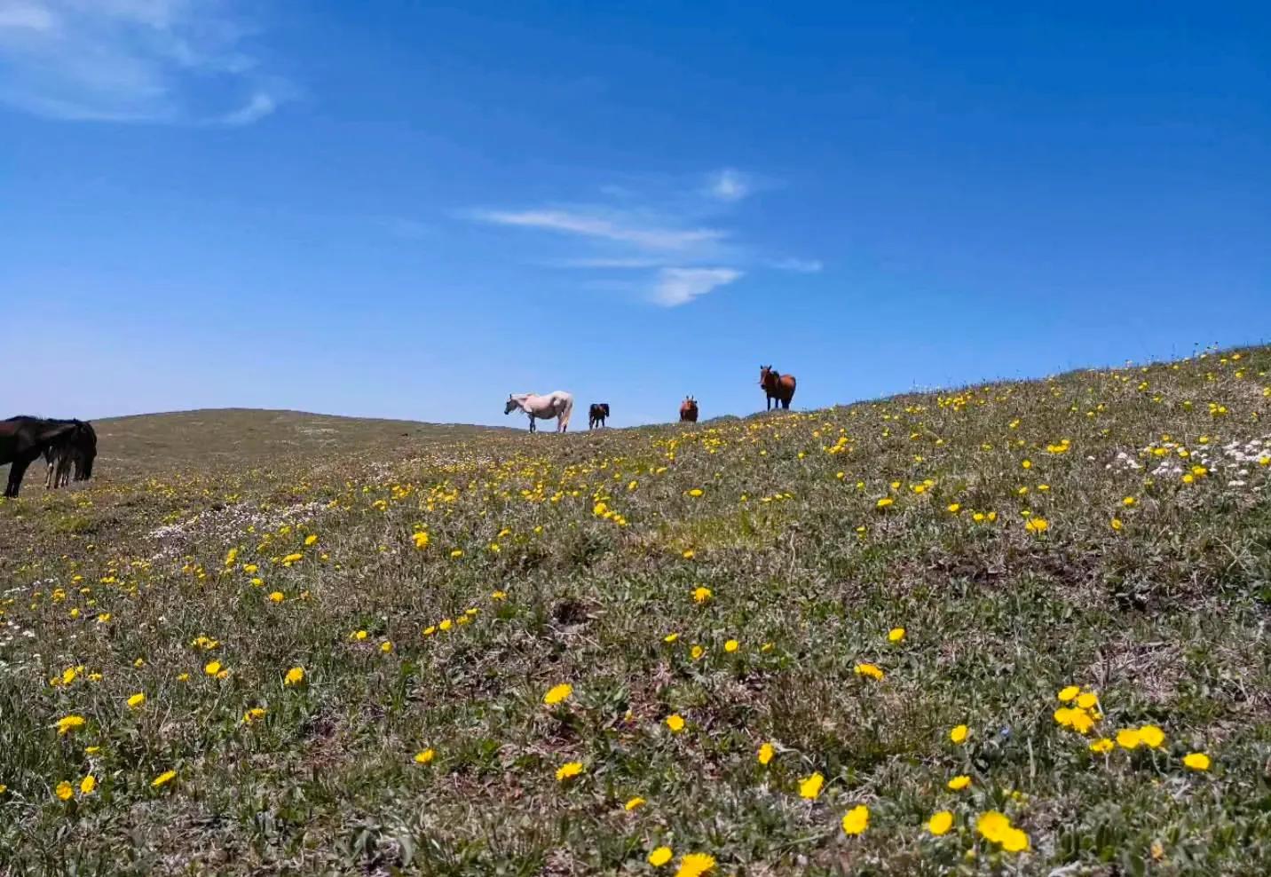 五台山的千年佛教历史和文化,五台山藏传佛教文化研究