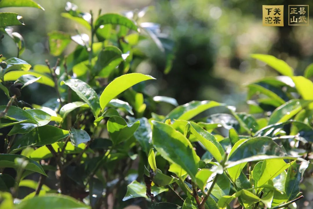 易武正山与易武乔木有何区别,正山小种茶农世家
