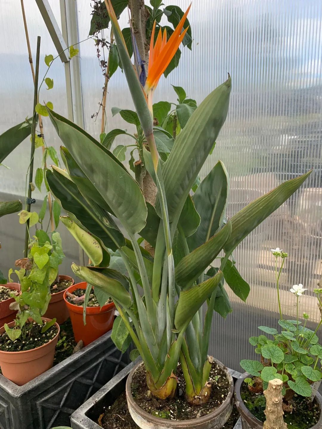 鹤望兰各个品种哪个耐晒,购买鹤望兰