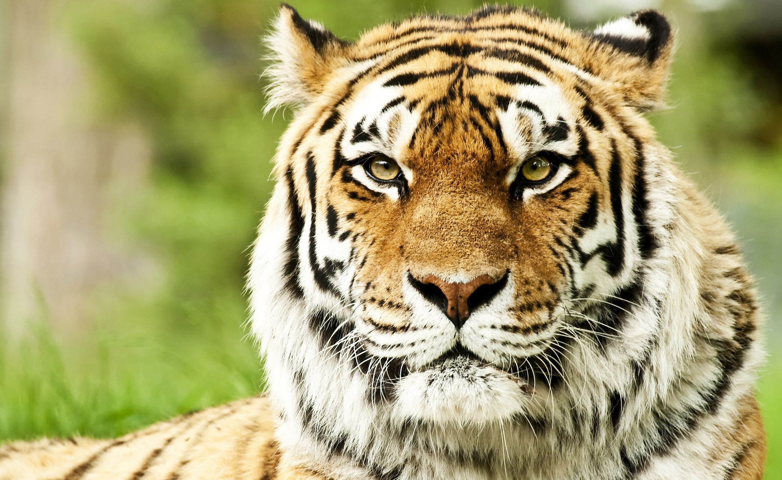 东北虎遇到非洲狮,谁才是陆地王者王者之间的对决