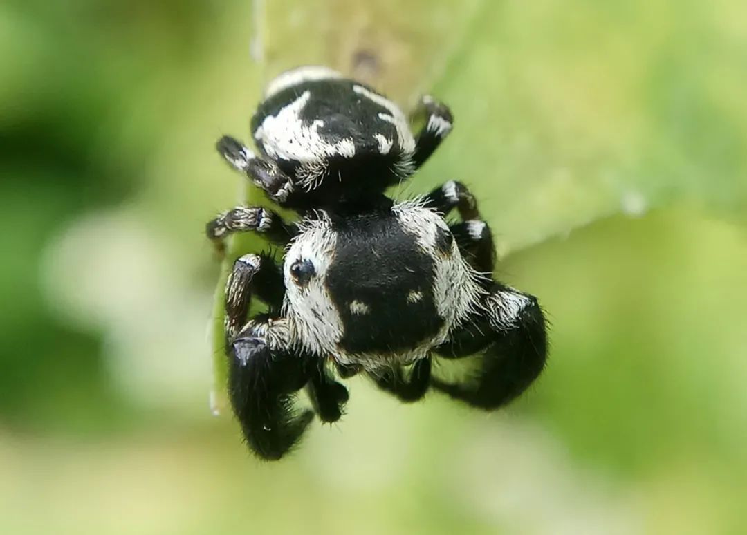 昆虫界的大熊猫有人见过吗?