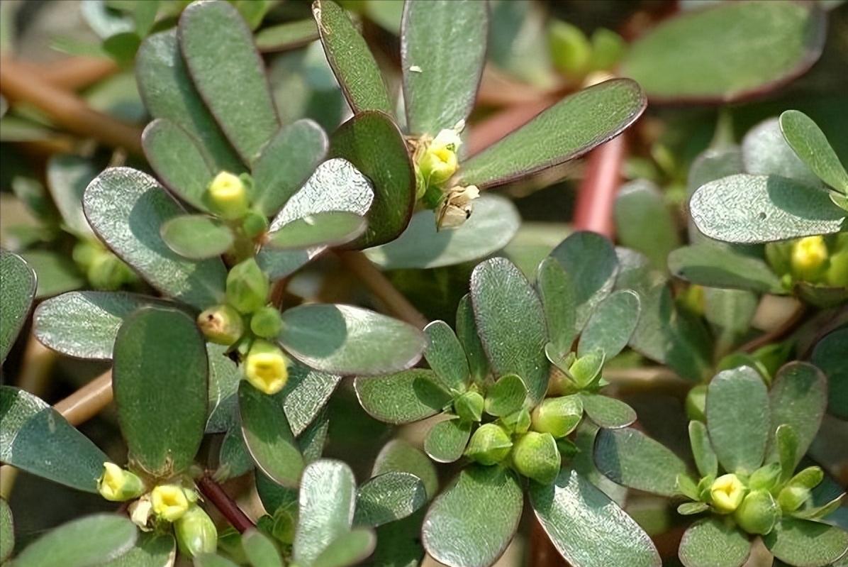 张仲景温经散寒,医圣张仲景发明的活血化瘀第一方