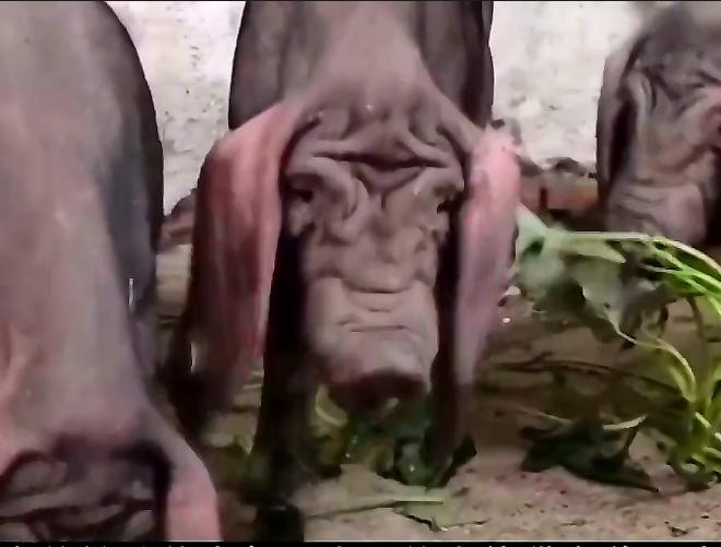 农民饲养天价猪种,中国养殖天价猪致富经