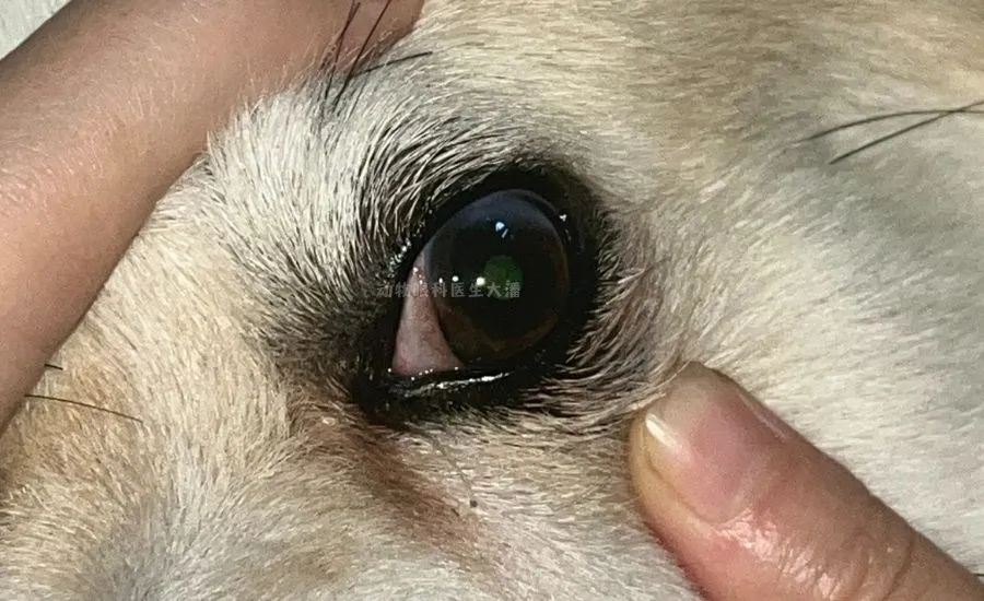 犬眼睛结膜炎视频,犬角膜穿孔一定要手术吗