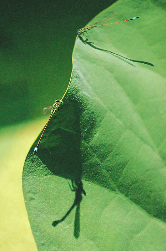 读马语者的感悟,一分钟看懂一幅摄影作品