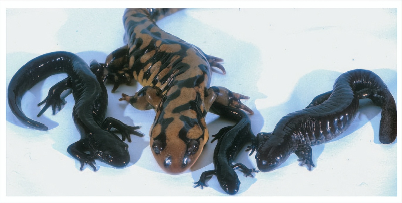 偷了5种不同精子,却只生女儿,这是地球上独一无二的生娃技巧