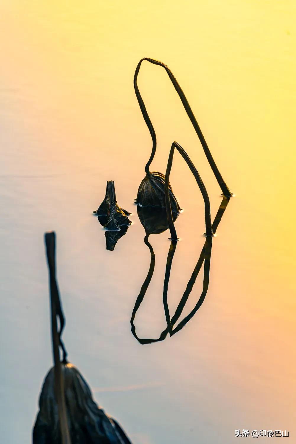 再发禅荷一组：岁月轮回一叶一菩提