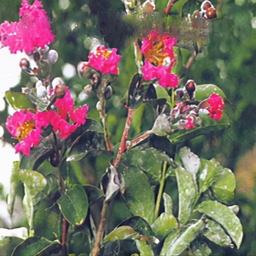 紫薇*粉白**病的防治