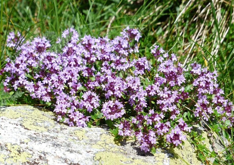 每日一花2.21：百里香：青青六月地椒香