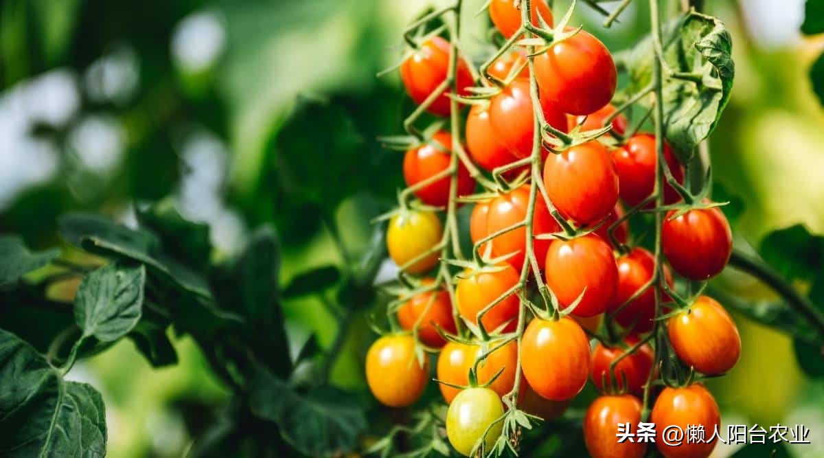 阳台西红柿长得高但不结果,光照不足西红柿疯长不结果怎么办