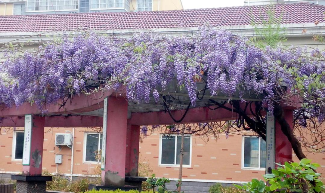 葛根在美国有多厉害,美国花50亿清理葛根