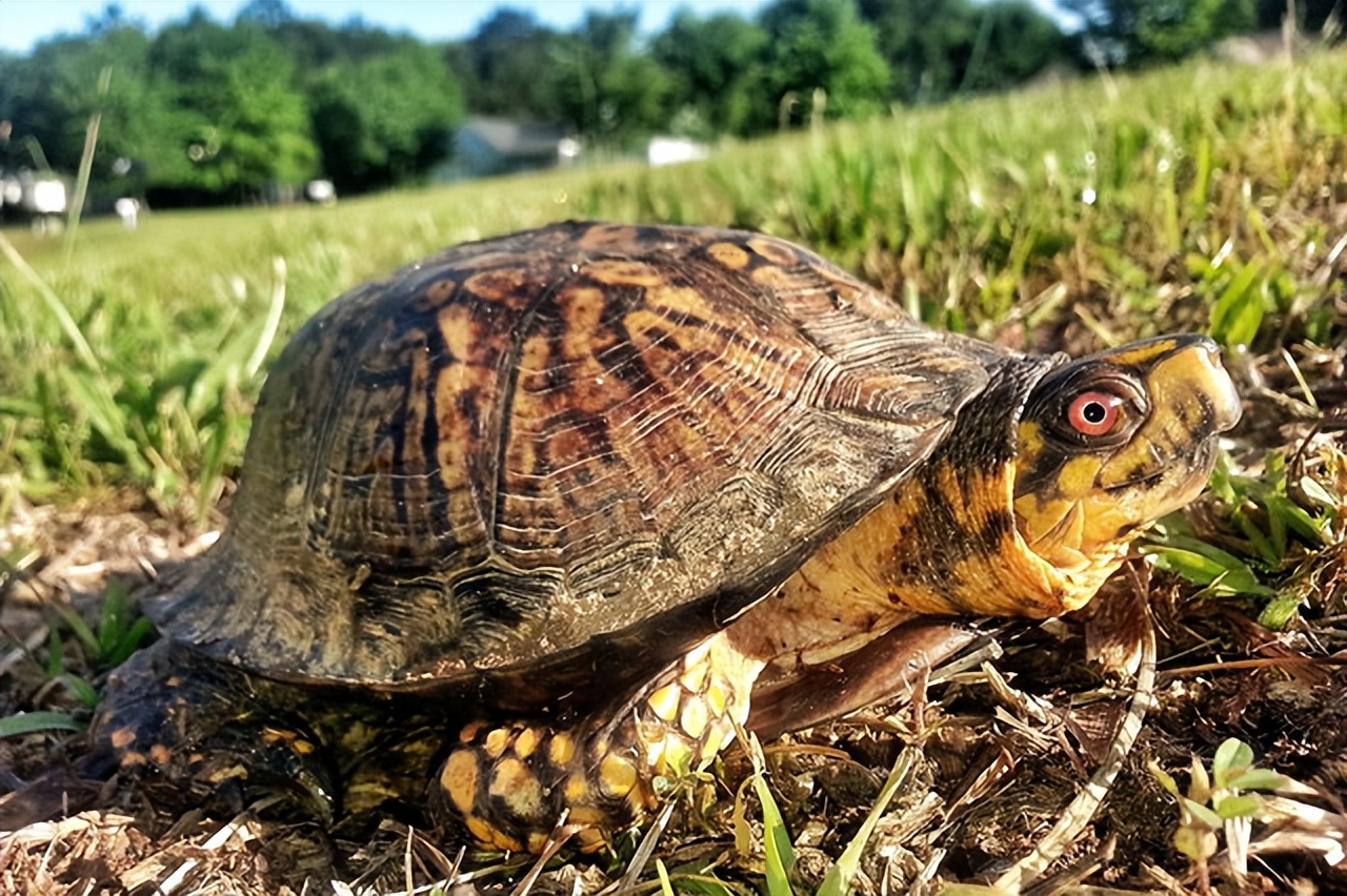 养北美鳄龟的龟友,箱龟种类图片大全