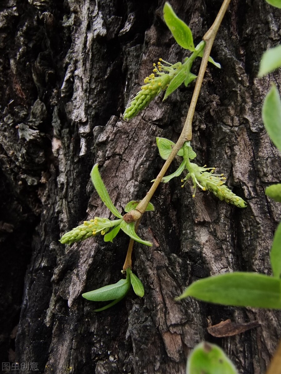 风吹杨柳万千条选段,风吹杨柳万千条指什么生肖